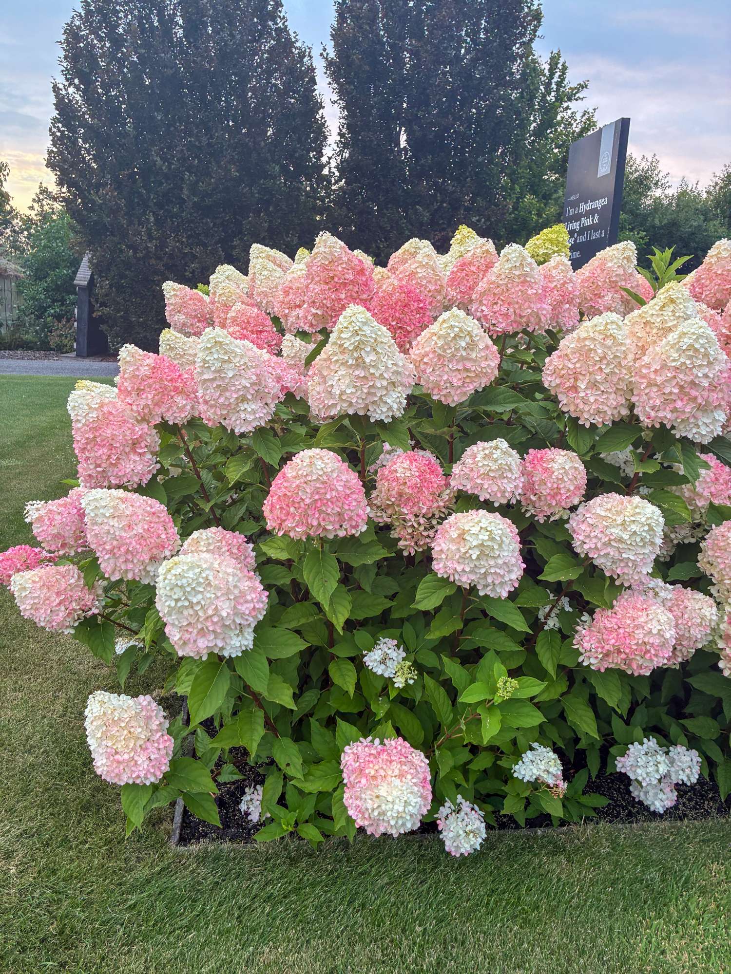 Hortensia 'Living Pink & Rose'